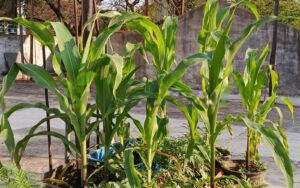 Corn Plants