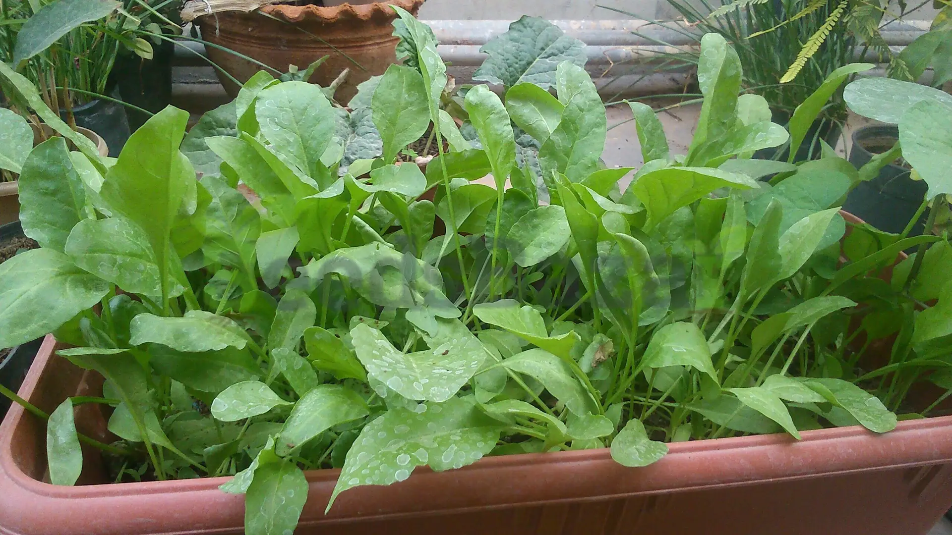 Spinach leaves