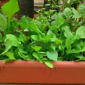 Palak pot