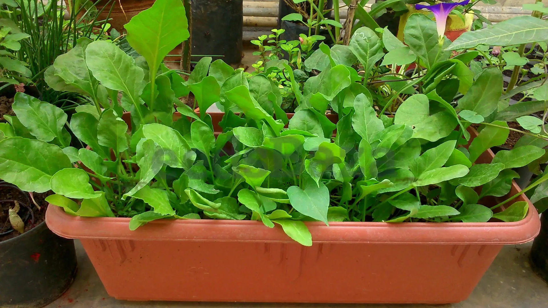 Palak pot