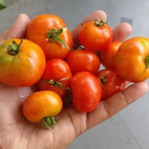 Local tomato's