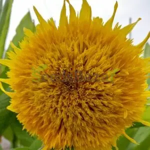 sunflower teddy bear seeds online