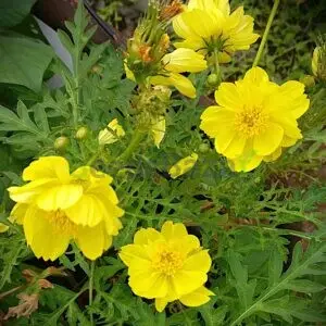 Yellow Cosmos flower seeds