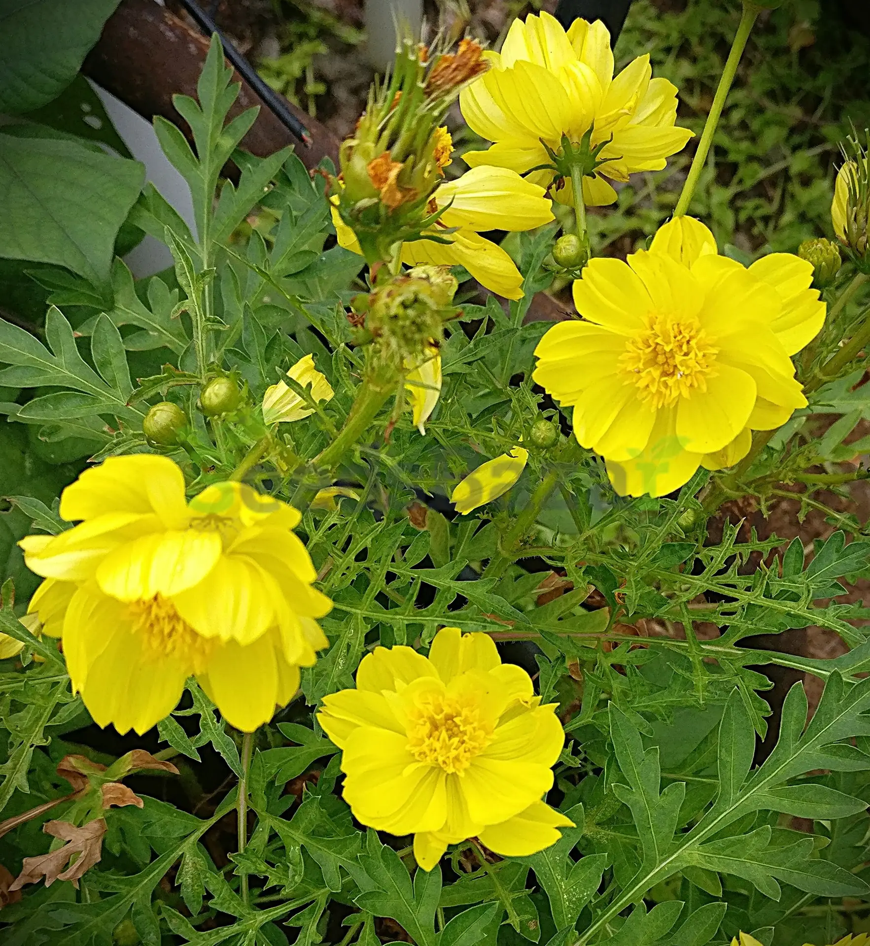 Yellow Cosmos flower seeds
