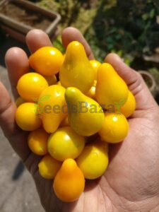 Yellow pear tomato