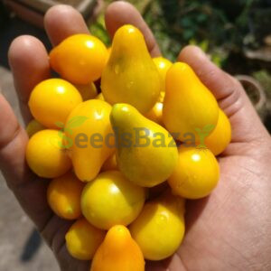 Yellow pear tomato