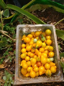 Yellow-Pear tomato