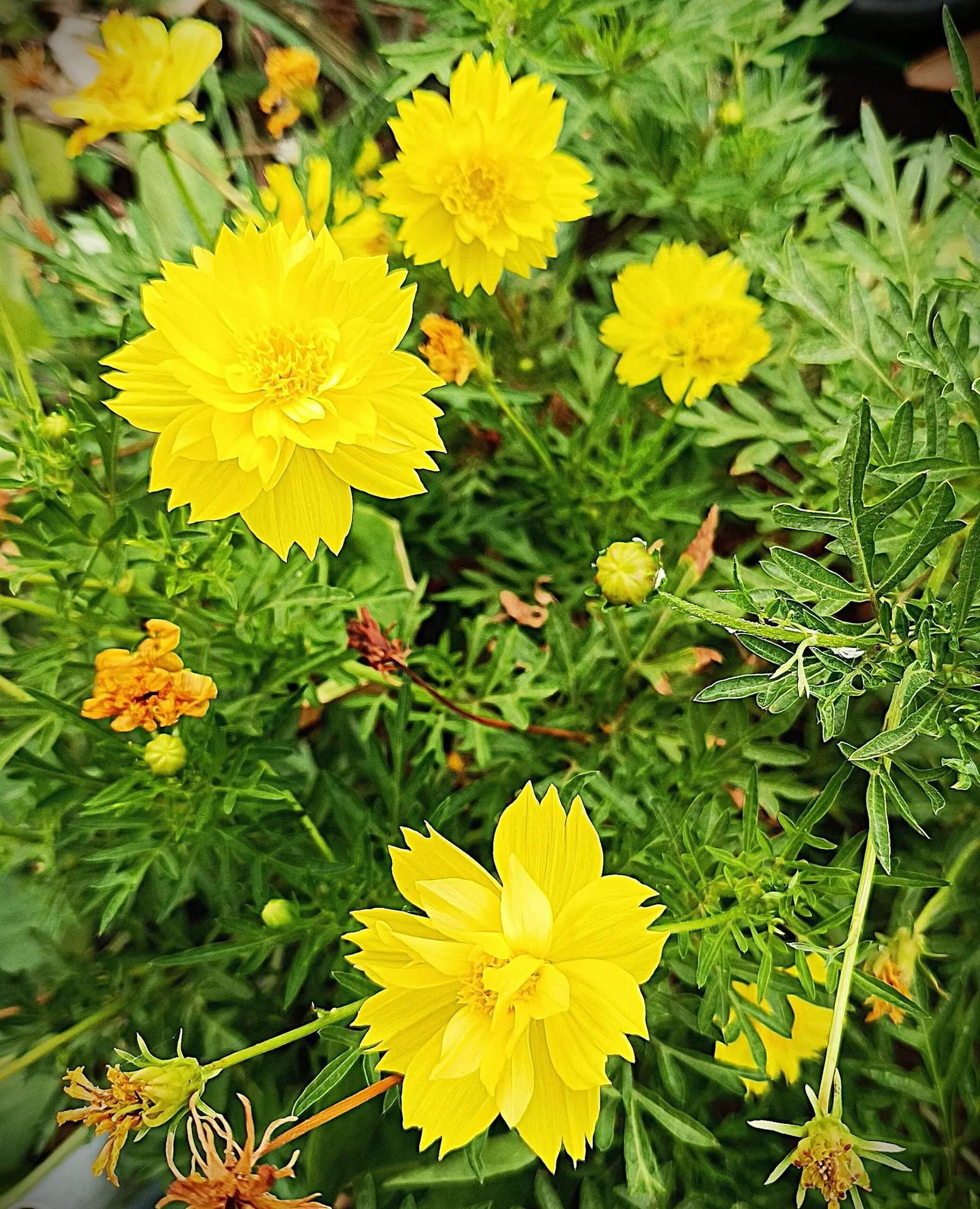 Yellow Cosmos flower seeds blooming with vibrant multi-petal blossoms in a home garden pot