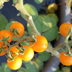 Harvesting a vibrant cluster of ripe fruits while learning how to grow yellow cherry tomatoes in garden containers