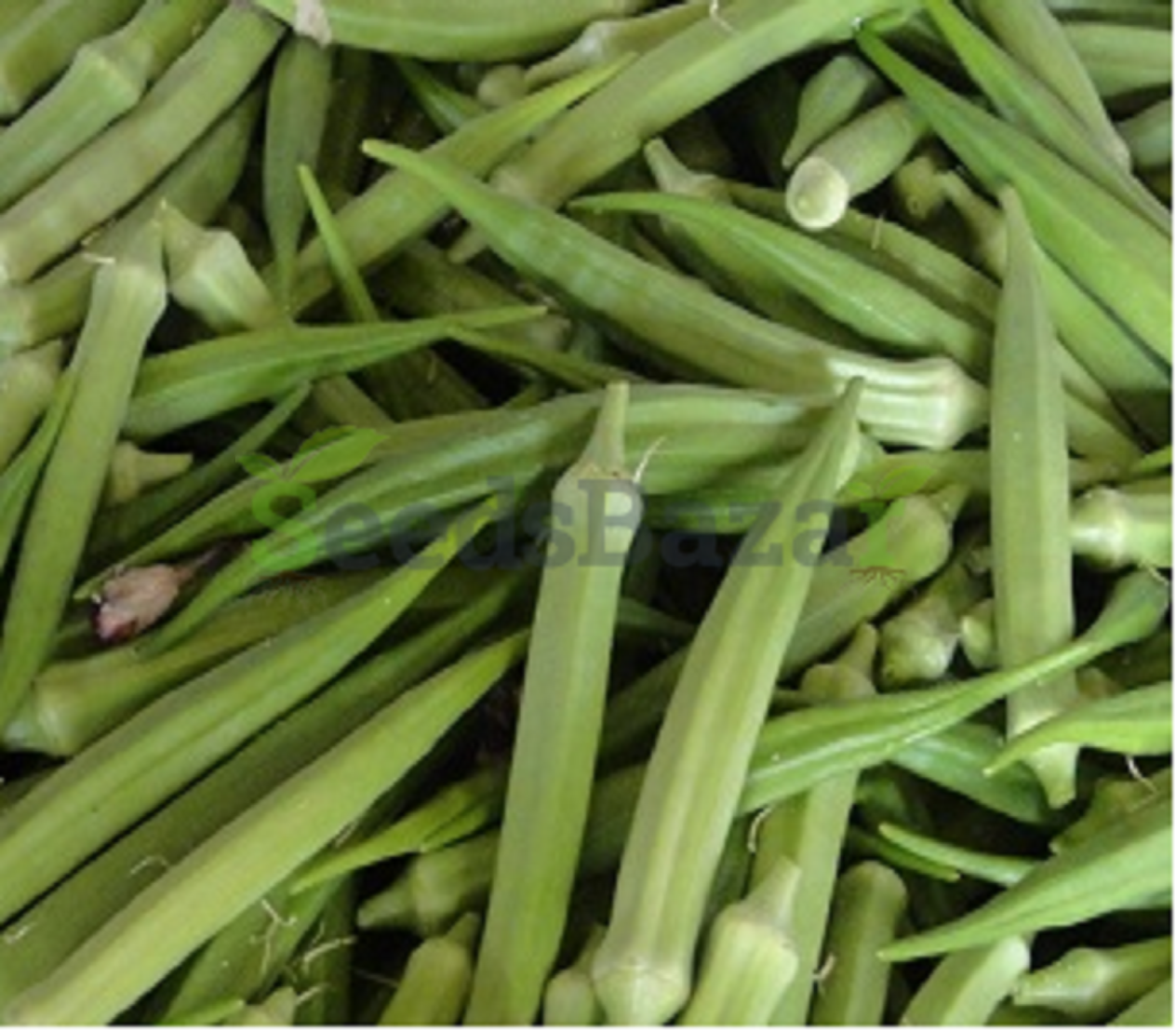 okra seeds