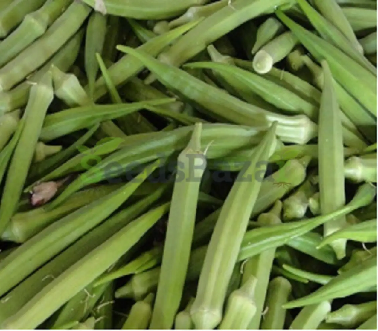 okra seeds