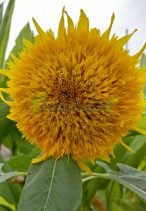 Sunflower-Gold