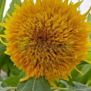 Sunflower-Gold