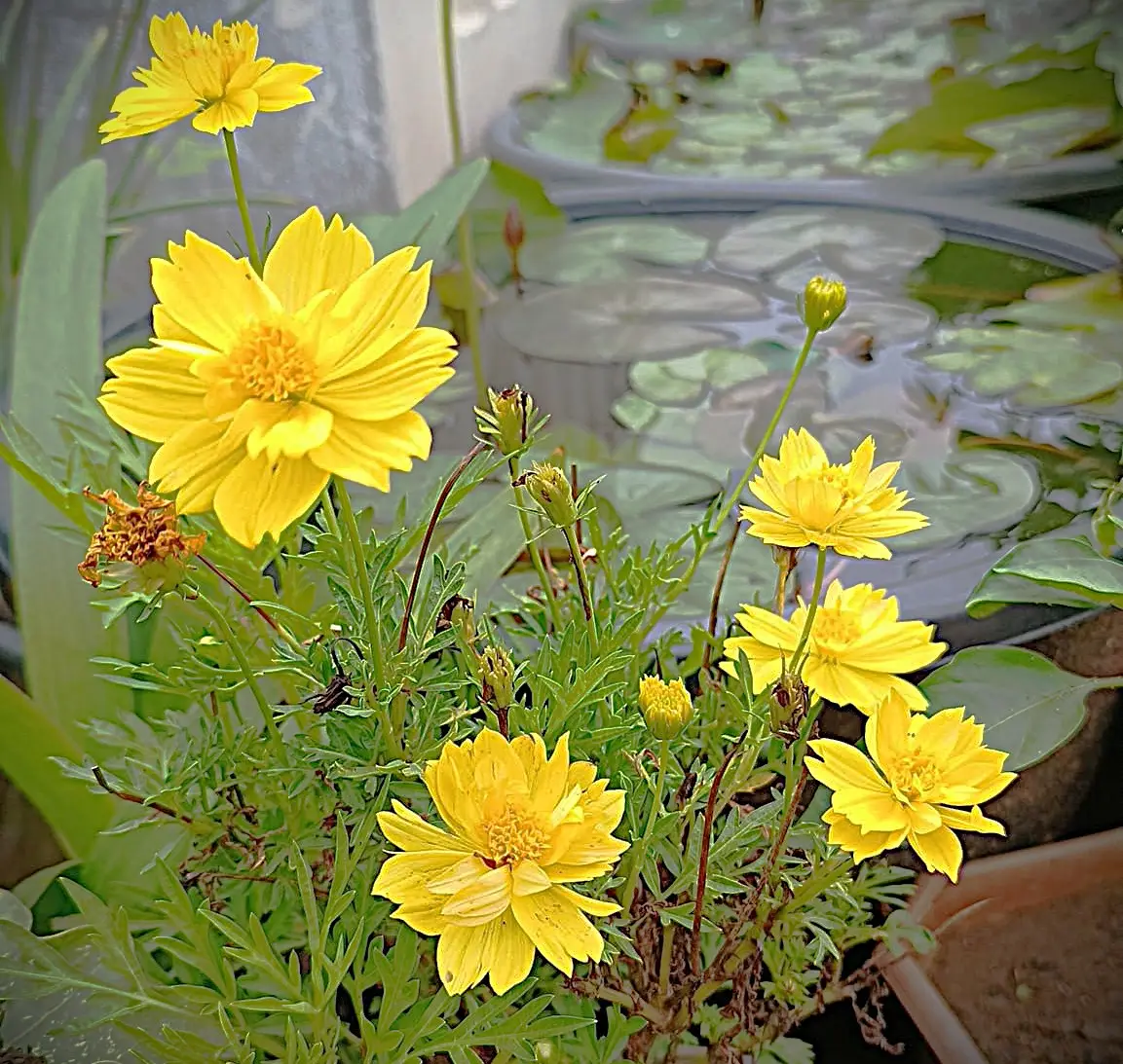 Yellow Cosmos flower seeds blooming with vibrant multi-petal blossoms in a home garden pot