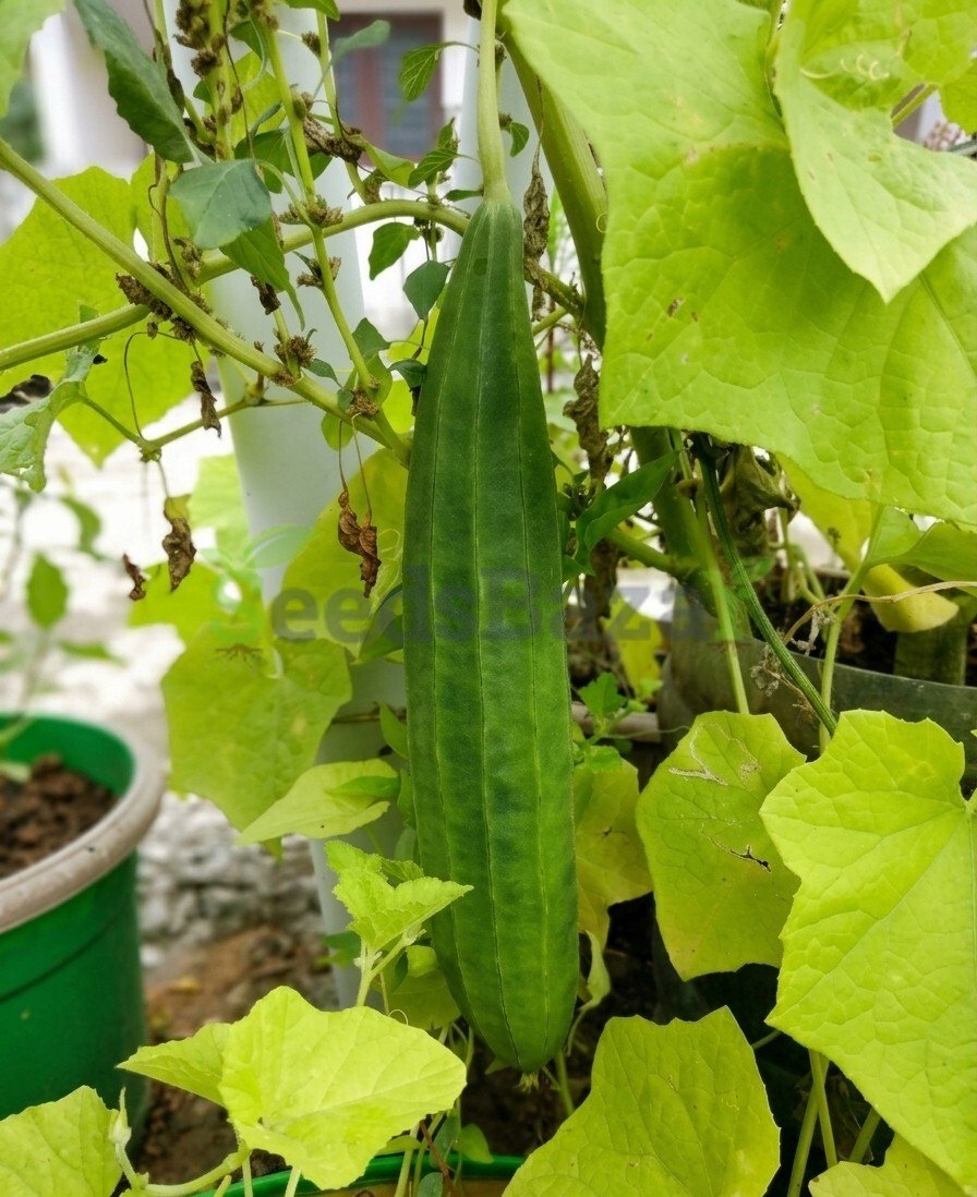 Ridge gourd from terrace