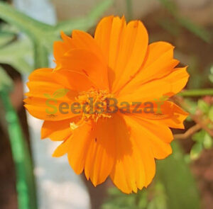 Cosmos-Orange-Multipetal