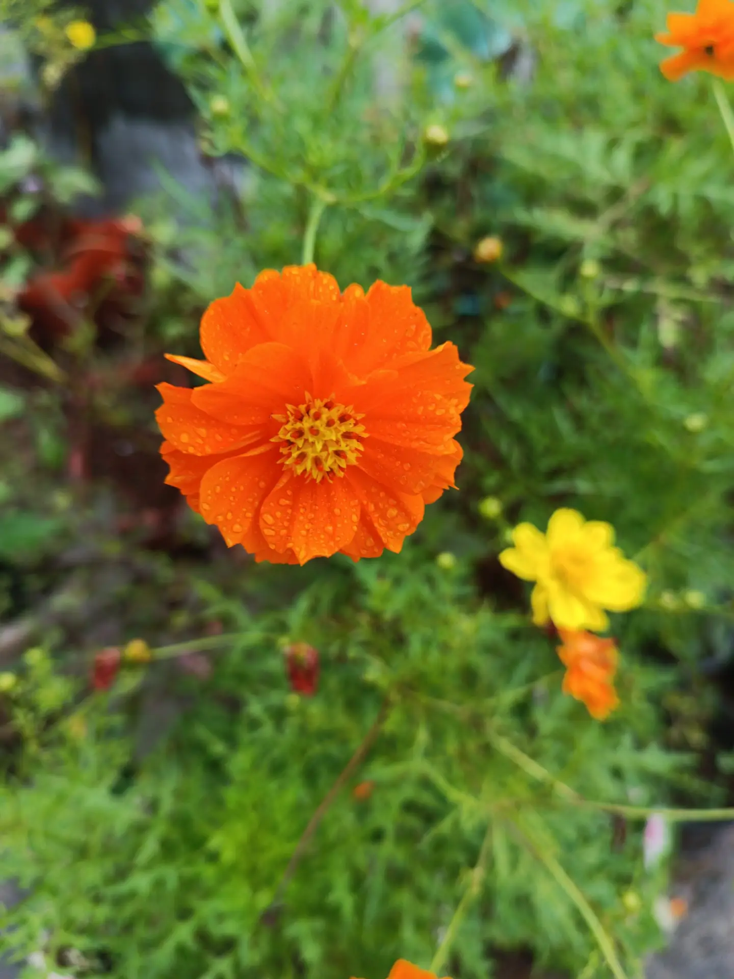 Orange cosmos flower seeds online