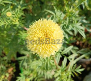 Marigold cream colour