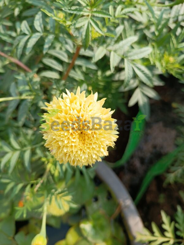 Marigold-Cream-Crackling - Image 2