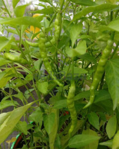 Pusa Jwala chili seeds for balcony garden