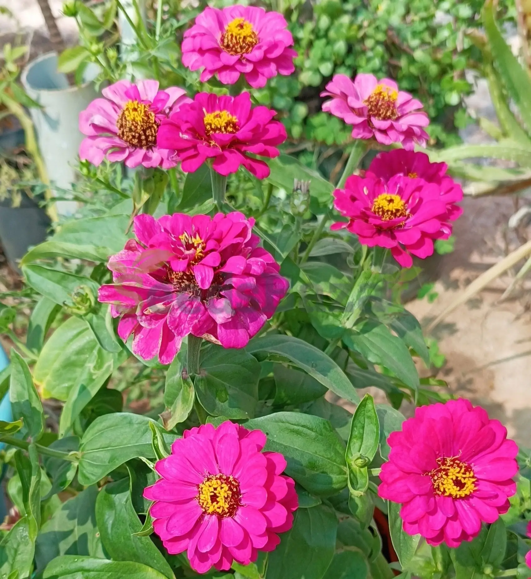 Pink Zinnia flowerpot