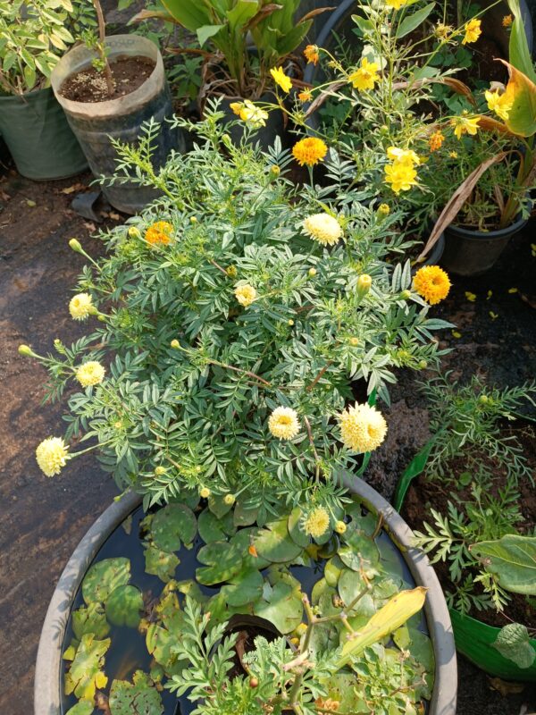 Marigold-Cream-Crackling - Image 3
