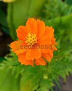 Cosmos-Orange-Multipetal
