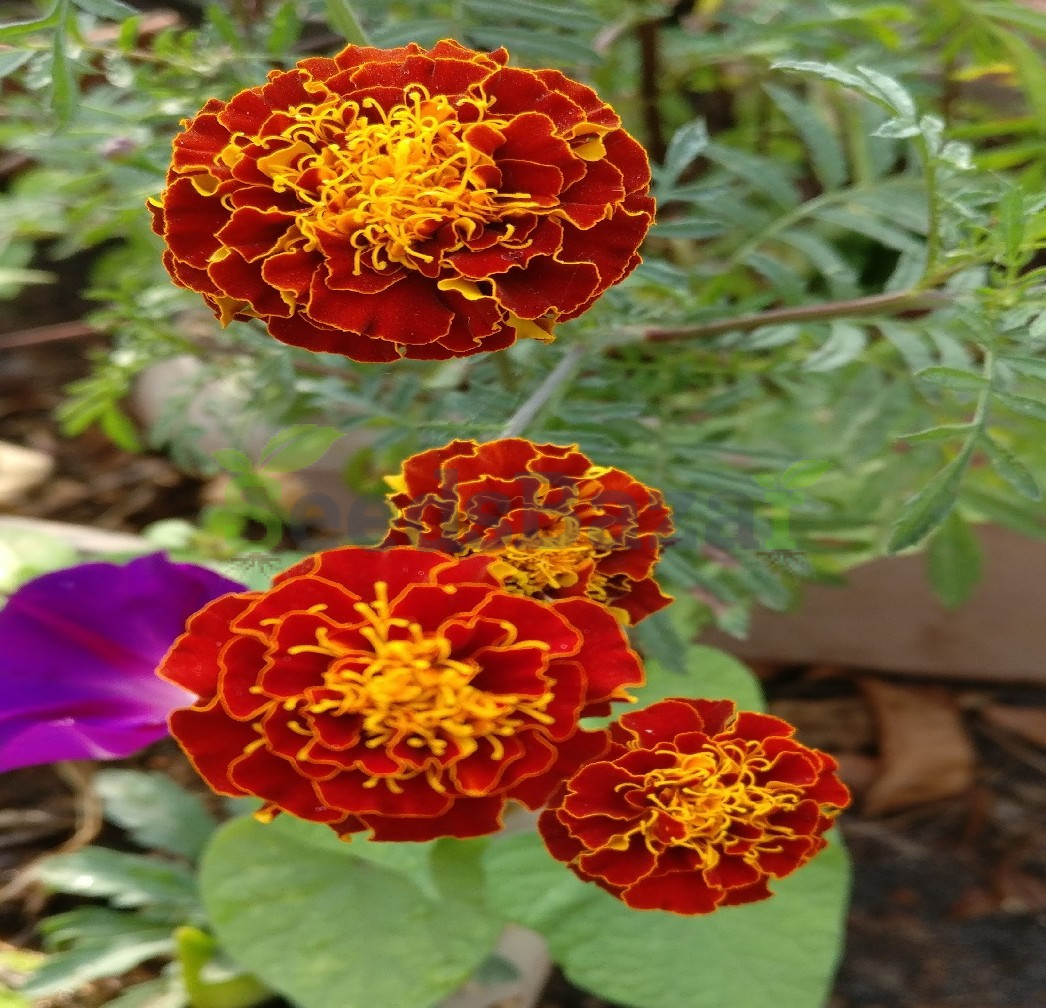 French Marigold