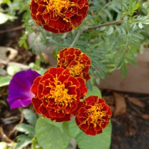 French Marigold