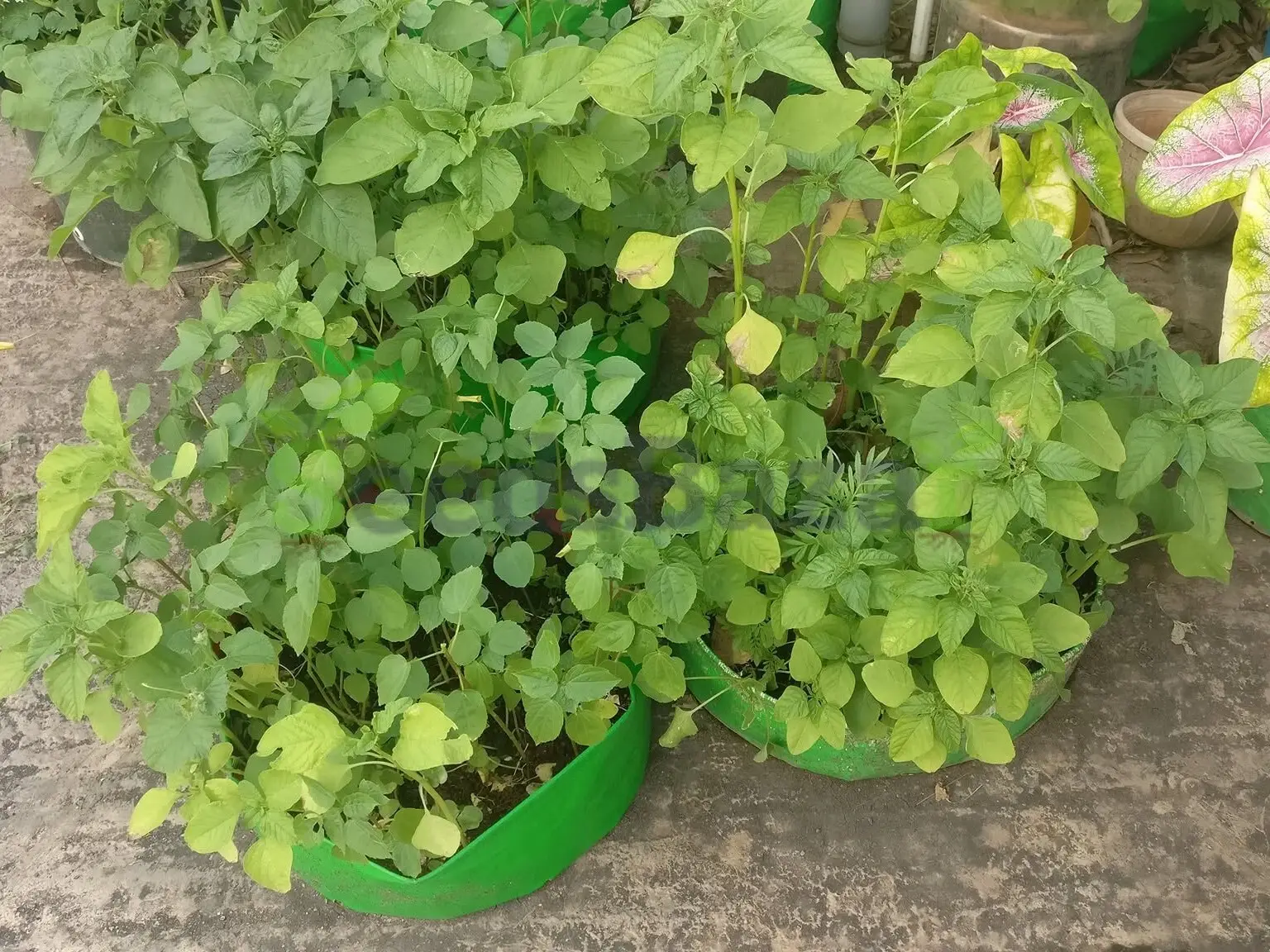 Amaranthus Pot in terrace gardening