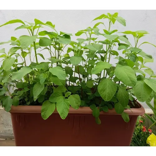 Thotakura seeds