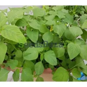 organic Amaranthus