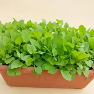 Organic Chukkakura Seeds Online Pack